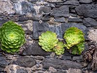 Große Aeonium Rosetten sprießen aus einer Mauer